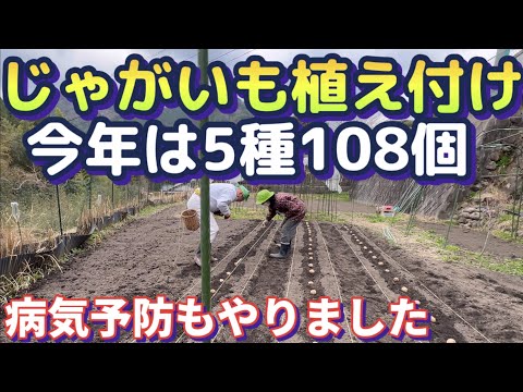 【春じゃがいも栽培2024Part1】種いも植え付け完了！今年は新たなチャレンジもします！