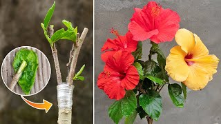 Grafting Technique To Get Multiple Colour Flowers In A Single Hibiscus Plant | Hibiscus Grafting