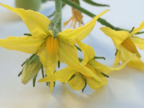 トマトの花で何がわかる？