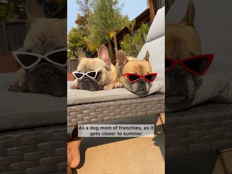 PSA Please watch and send to a friend to save your pets life!! #dog #frenchbulldog