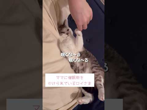 催眠術は失敗 #ねこ動画 #保護猫 #子どもと猫 #催眠術 #cat #眠くな〜る #ことねこくらし