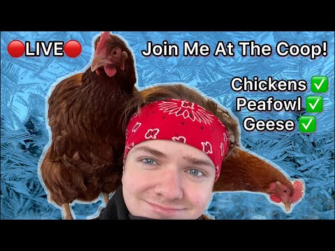 🔴 Joseph's Flock is live this Sunday! 🤠🐔💯