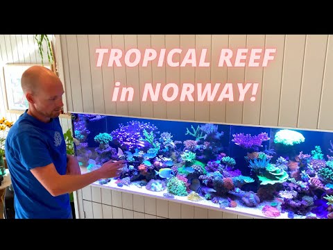 Gorgeous NORWEGIAN Reef by Tomas Kaumer