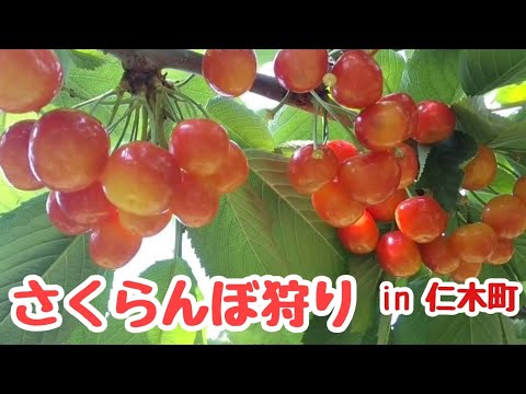 北海道随一のさくらんぼの産地🍒フルーツの町仁木町へ！