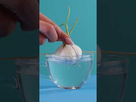 How to grow garlic 💦🧄🌱 #shorts #garlic #gardening #plant