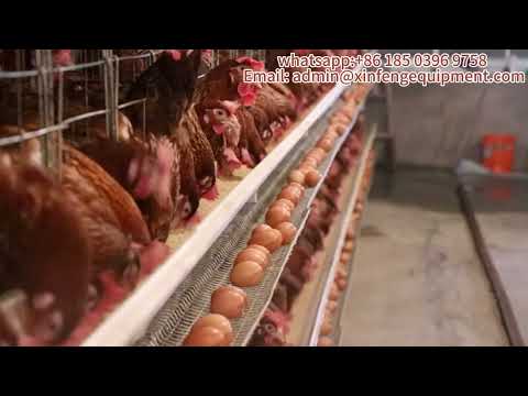 XinFeng Farming Chicken Cage Equipment Breeding equipment experts around you