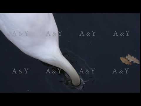 White swan close-up on a pond.