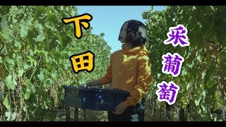 葡萄收获季，体验一日酿酒师 | Vlog