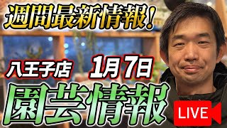 【最新情報】1月7日 グリーンギャラリーガーデンズ入荷情報を一挙公開！【特別版】