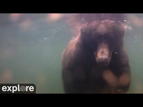 Underwater Salmon Cam - Katmai National Park | 2024 Season Highlights