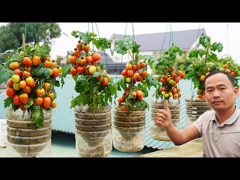 Try This Method, You Will Be Surprised At How To Grow Tomatoes In Plastic Bottles