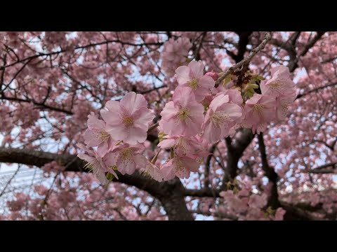 【4K】伊豆半島の旅 part1 河津桜まつり