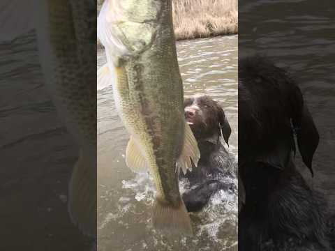 Hunting wirehaired pointing griffon transition to bass fishing wirehaired pointing griffon #gooddog