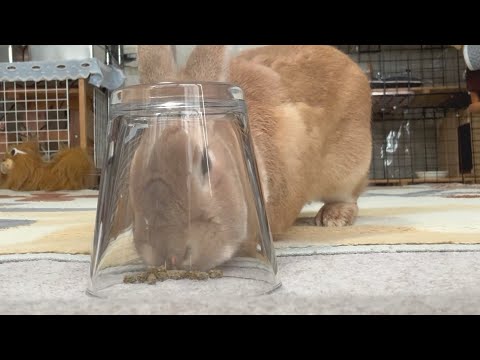 The result of putting up a strong barrier around a rabbit's favorite snack... (No. 1734)