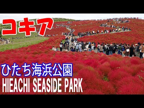 ［4K］2019見頃を迎えた国営ひたち海浜公園のコキア HITACHI SEASIDE PARK KOCHIA