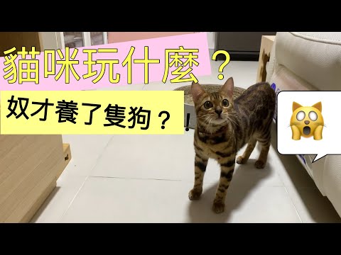 貓咪日常玩什麼？｜奴才養了隻狗？｜貓咪來挑戰你丟我撿？｜貓咪成長日記EP15