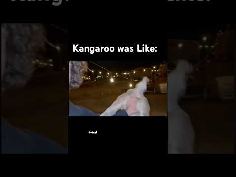 Kangaroo was Baffled #viral #wildanimals  #australia #fypp #capcutholiday  #capcut #smh