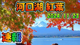 河口湖紅葉まつり 速報もみじ回廊2024/11/23　kawaguchiko Autumn Leaves #富士山 #河口湖紅葉 #河口湖ライブカメラ #もみじ回廊