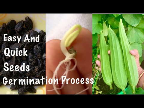 Easy And Quick Way To Germinate Ridge Gourd Seeds At Home /How To Grow Ridge Gourd At Home