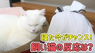 飼い猫にクリスマスプレゼントあげたらまさかの反応を…！サンタコスプレもあるよ！