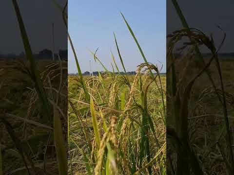 paddy farming.rabi season farming #summer #farming #farmer #paddy