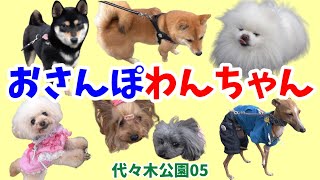 【おさんぽわんちゃん】代々木公園のおさんぽわんちゃん。代々木公園わんわんカーニバル開催日での代々木公園でのおさんぽわんちゃん。代々木公園わんちゃん05