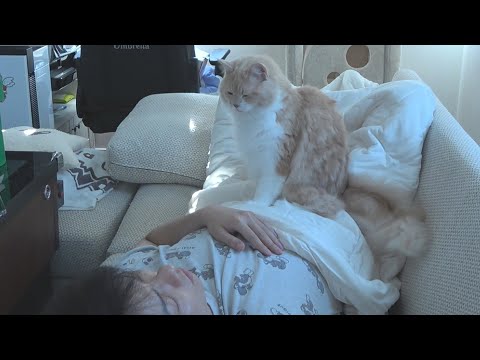 【作業・睡眠用】おっさん(31歳)と子猫(6ヶ月)が一緒に寝てるだけの動画【イビキASMR】【癒し】