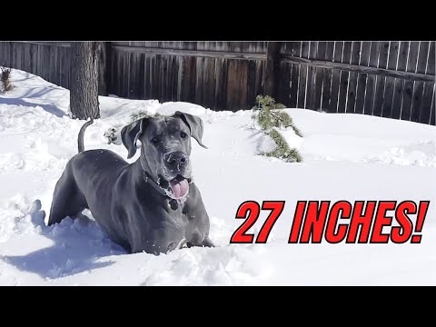 Great Dane vs Snowpocalypse!