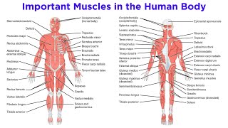 The Muscular System