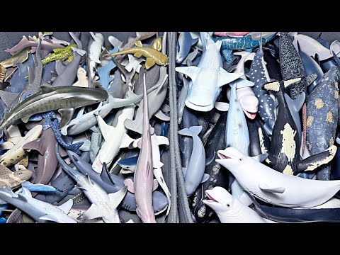 Sharks VS Whales VS Dolphins Collection - Great White Shark, Hammerhead Shark, Tiger Shark