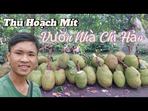 Tuần thu Hoạch Vườn Mít Thái của bà chị Hảo. Hao Hục Do Trời Mưa.