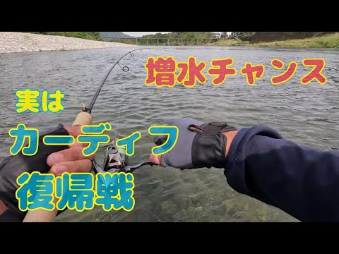 本流アメゴ(アマゴ)   増水したので行ってきた！