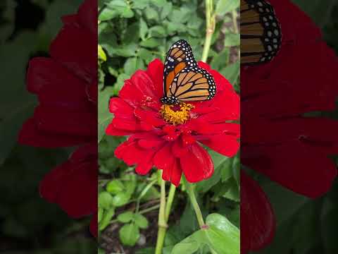 #michigan #butterfly #monarchbutterflies