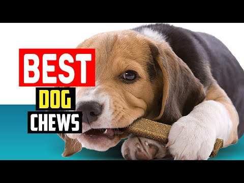 ✅Top 5 Best Dog Chews in 2023