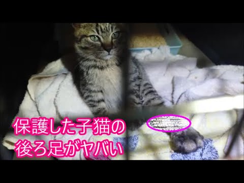 【保護猫】　3倍に腫れた後ろ足　瀕死の重傷の子猫がサップ猫になるまで　解放骨折からの復活