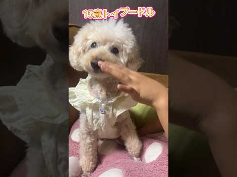 何回タップしたら怒るかな？ How many times do I have to tap before he gets angry?#怒る犬 #トイプードル