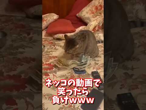 ネッコの動画で笑ったら負けｗｗｗ #2ch #2chまとめ 動物スレ #2ch面白いスレ #動物 #犬 #猫 #癒やし #ねこ動画#ねこ