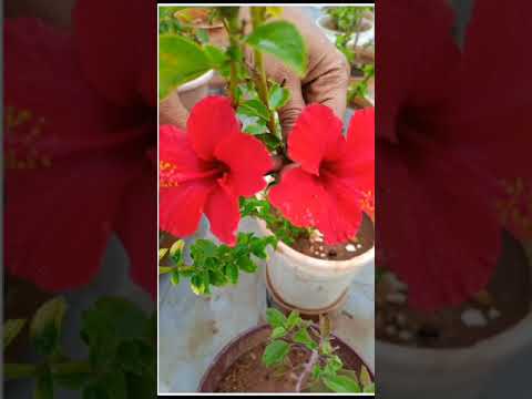 My Garden flowers Visuals | Vanu's world | Flowers | Garden
#flowers #garden #gardening