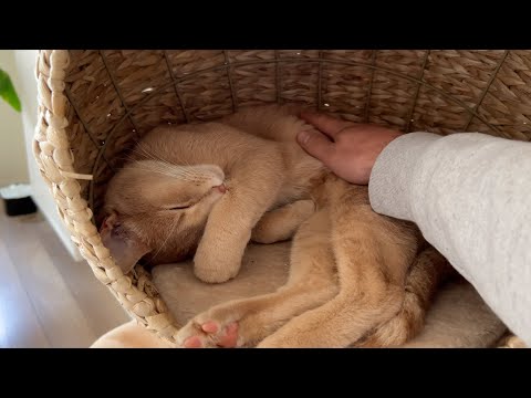 Adorable boi urgently requests to be tucked in before his nap