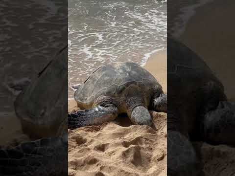 Hawaii Green Sea Turtle Sunbathing - Laniakea Beach (Honolulu, Hawaii) #shorts