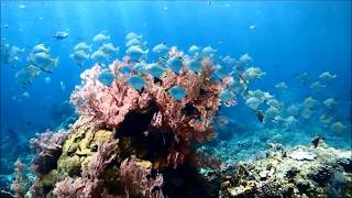 【バリ島ダイビング】アメッドで癒しのダイビング／Bali Amed, Diving