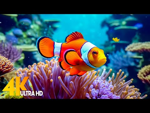 Aquarium 4K VIDEO (ULTRA HD) 🐠 Beautiful Coral Reef Fish - Relaxing Sleep Meditation Music #17