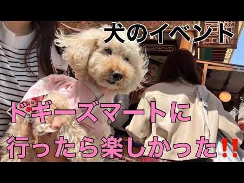 【犬のイベント】　ドギーズマートにいったら楽しかった😊＆大阪コリアタウン犬連れて食べ歩き