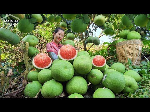 Harvesting Green Grapefruit garden Goes to market sell | Take care for plants | Mai Nha Tranh