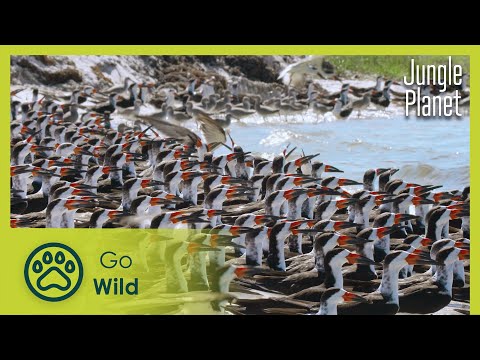 The Eternal Swamps: Florida | Jungle Planet 10/26 | Go Wild