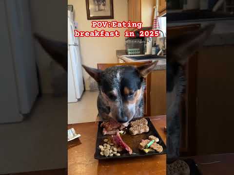 Dog pays for breakfast #shortsvideo #dog #heeler