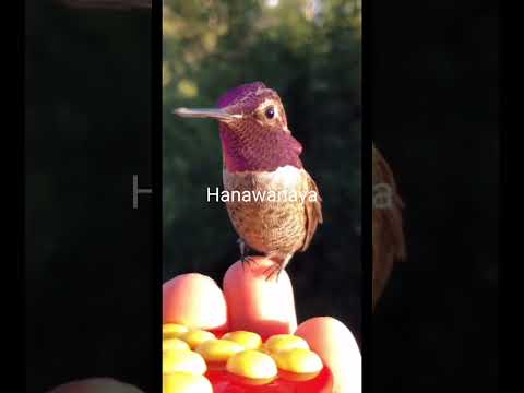 ලෝකෙ ඉන්න පොඩිම කුරුල්ල. #hummingbird #hanawanaya