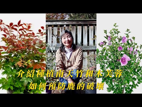 【園藝】介紹並栽種南天竹和木芙蓉｜我是怎樣預防鹿對植物的破壞