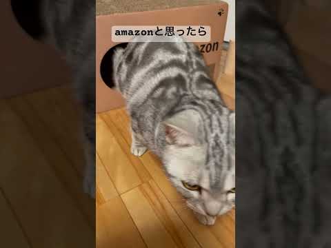 amazon#shorts#american #アメショ #cat #Amesho #Fofo#tabbycat #DieKatze #prettygirl#Chat#gatos #猫#고양이#ネコ