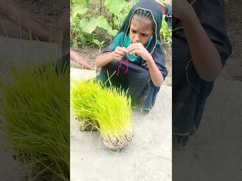 👉🥰🙏 छोटी बहु भुजरियां को राखी..#chhoti bahu#balika vadhu#saas Bahu k nok jhok#funny#video#viral#राखी